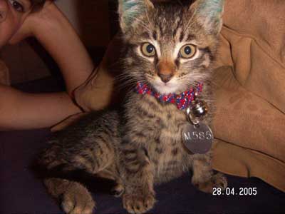 Short Hair Tabby Cat. He is a short haired tabby cat