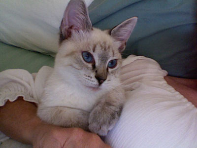 I adopted her from the Siamese Rescue website. She is a Lynx-point and is 