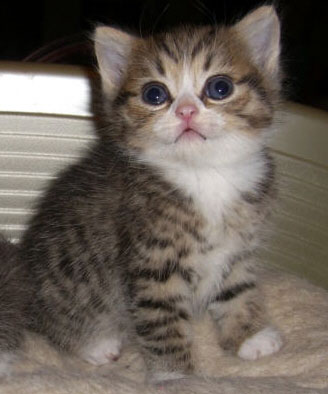 MOONPIG is a cheeky six week old Persian tabby cross who love to ...