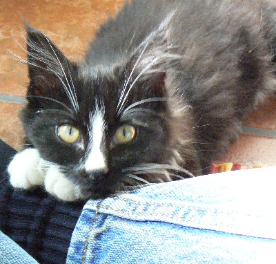 Little Kitten (aka "Taylor")